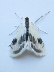 Cliniodes ostreonalis