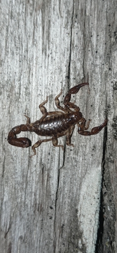 Urophonius granulatus