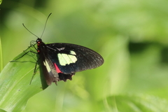 Parides eurimedes