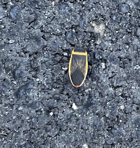 iNaturalist observation photo of California Bordered Plant Bug