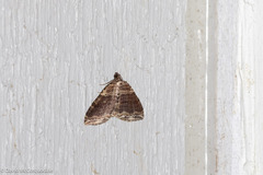 Anticlea multiferata