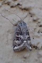 Protoschinia nuchalis