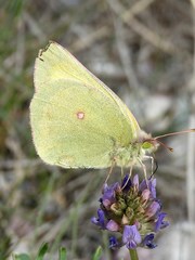 Colias skinneri