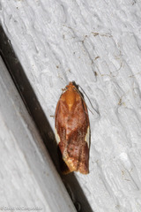Clepsis persicana