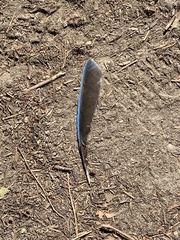 Aphelocoma californica