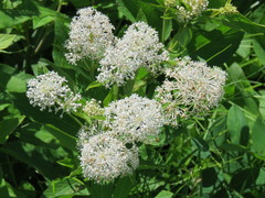 Ceanothus americanus