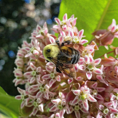 Bombus griseocollis