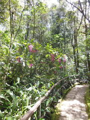 Medinilla speciosa