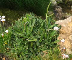 Plantago maritima