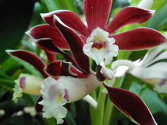 Phaius subtrilobus