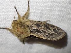 Oncopera intricoides