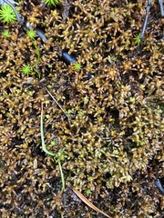 Sphagnum pylaesii