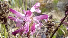 Pedicularis sudetica interior