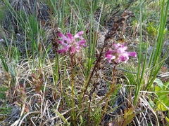 Pedicularis sudetica interior