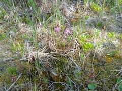 Pedicularis sudetica interior