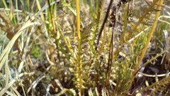 Pedicularis sudetica interior
