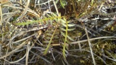 Pedicularis sudetica interior