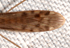 Limonia fidelis