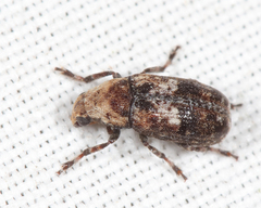 Euparius paganus