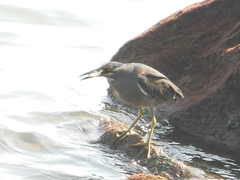 Butorides striata