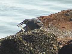 Butorides striata