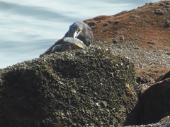 Butorides striata