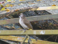 Pycnonotus goiavier