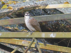 Pycnonotus goiavier