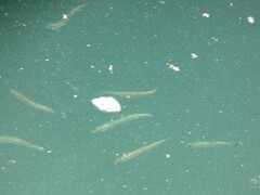 Cymatogaster aggregata