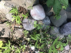 Ranunculus pensylvanicus