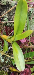 Epidendrum blepharistes