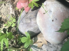 Ranunculus pensylvanicus