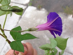 Ipomoea