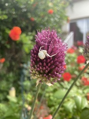 Misumena vatia
