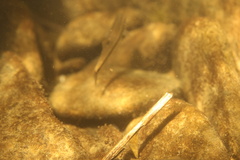 Rhinichthys osculus