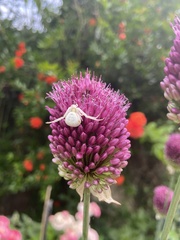 Misumena vatia