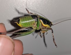 Eupholidoptera chabrieri