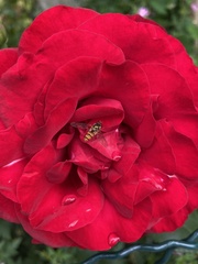 Episyrphus balteatus