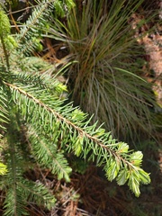 Abies religiosa