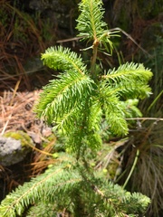 Abies religiosa