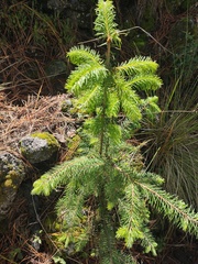 Abies religiosa