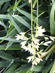 Poa annua