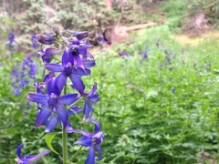 Delphinium glaucum