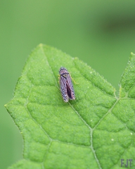 Graphocephala pulchra