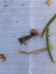 Phymatopus hectoides