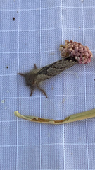 Phymatopus hectoides