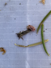 Phymatopus hectoides