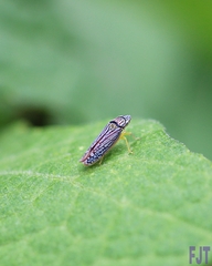 Graphocephala pulchra