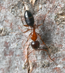 Camponotus hyatti