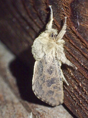 Oncopera rufobrunnea